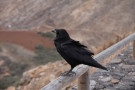 Raven At Viewpoint On Mountain Pass Near Vega De Rio Palmas